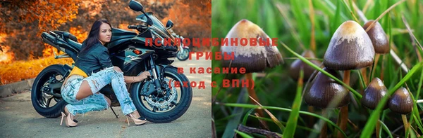 гашик Белокуриха
